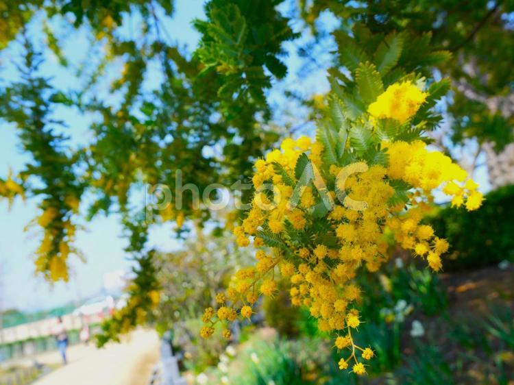 みもざ みもざ,花,春の写真素材