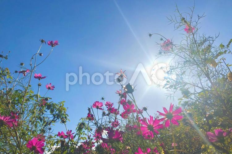 太陽の光を浴びてやさしく揺れるコスモス コスモス,秋,花の写真素材