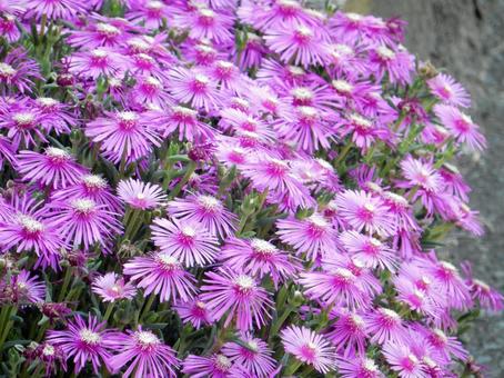 【花の写真】マツバギク(松葉菊) 【花の写真】マツバギク(松葉菊) マツバギク,松葉菊,ハマミズナ科の写真素材