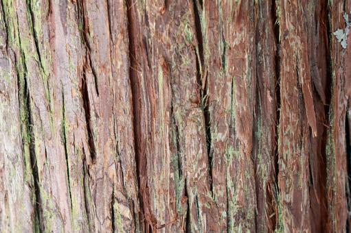 緑苔が生えたゴツゴツとした樹皮テクスチャ テクスチャ,苔,背景の写真素材