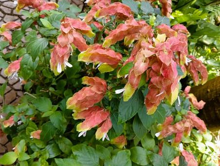 Photo, cohasset, ichikawa city zoo and botanical garden, ornamental botanical garden, 