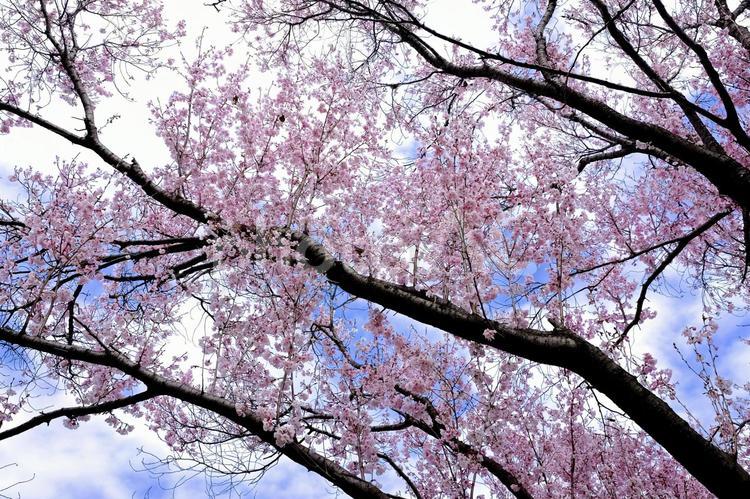 桜の樹 春,植物,樹木の写真素材