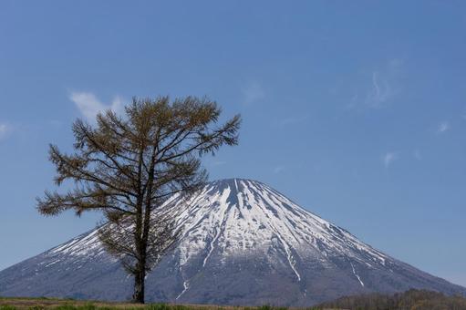 春の羊蹄山と大樹 羊蹄山,一本の木,美しいの写真素材
