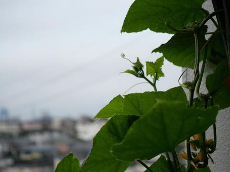 Photo, cucumber, ha ha, leaf, 