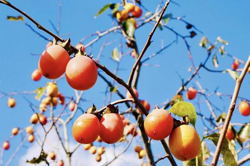 秋の柿の木 柿の木,赤い,実りの秋の写真素材