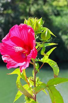Photo, tattooi, flower, plant, 
