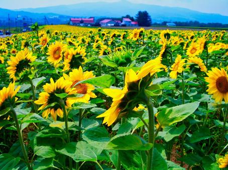 北海道のひまわり畑 ひまわり,畑,北海道の写真素材