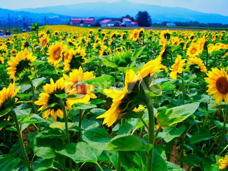 北海道のひまわり畑 ひまわり,畑,北海道の写真素材