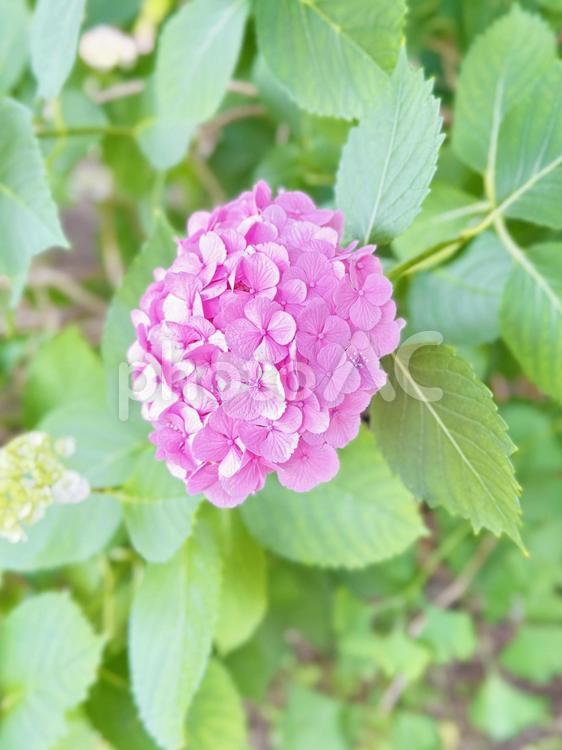 アジサイ　上野公園内　不忍池 アジサイ,紫陽花,落葉低木の写真素材