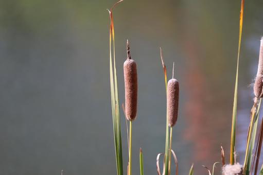 水辺にある茶色のガマの穂のアップ 水辺,茶色,ガマの穂の写真素材