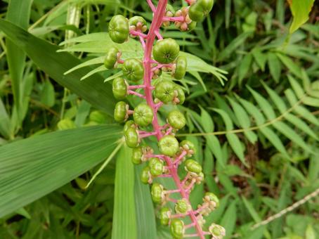 【植物写真】ヨウシュヤマゴボウ 【植物写真】ヨウシュヤマゴボウの写真
