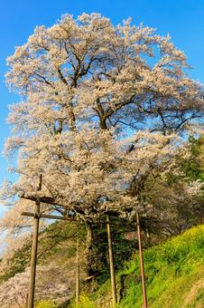 高知県仁淀川町のひょうたん桜 高知県仁淀川町のひょうたん桜 ひょうたん桜,桜,サクラの写真素材