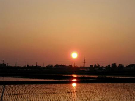 Sunset rice field, JPG