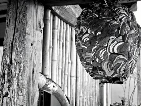 古民家のハチの巣 ハチの巣,スズメバチ,蜂の写真素材