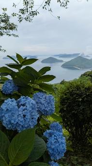 Hydrangeas of Mt. Shiude 3, JPG