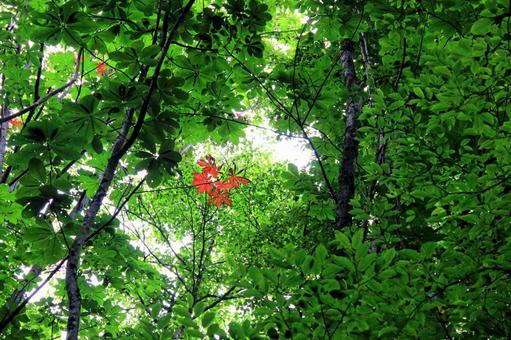 夏のマイナスイオンたっぷりの森1 夏,猛暑,滝の写真素材