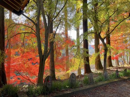 紅葉の金蔵院 紅葉の金蔵院 もみじ,秋,自然の写真素材