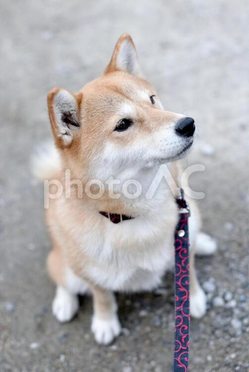 柴犬・見上げる 柴犬,柴,犬の写真素材