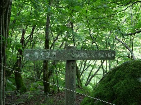 鳳凰三山のドンドコ沢登山道 鳳凰三山のドンドコ沢登山道の写真
