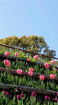 赤いちゅーりっぷ の写真