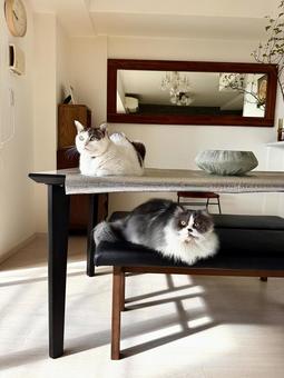 ポカポカ太陽気持ちいいにゃあ 猫,ねこ,catの写真素材