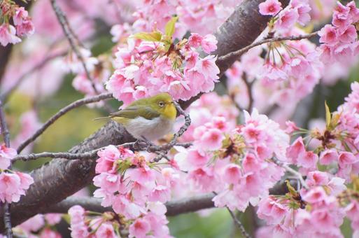 桜と小さな鳥の写真