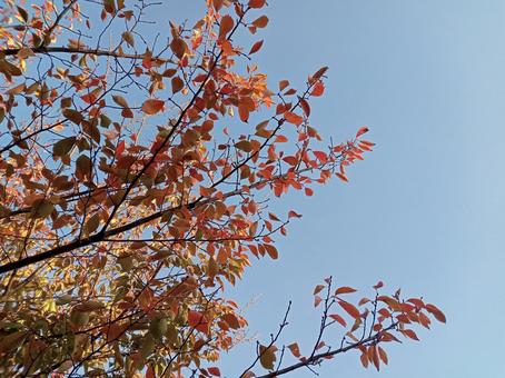 深まる秋の写真