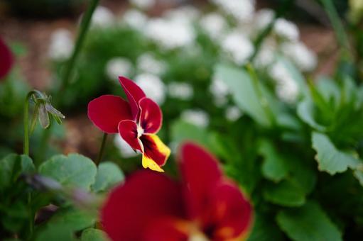 パンジー　ビオラ　赤の写真
