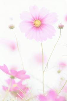 温かいハイキーソフトなピンク色コスモス 温かいハイキーソフトなピンク色コスモス コスモス,花,ピンクの写真素材