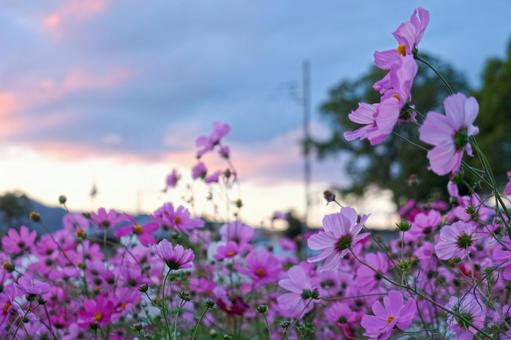 夕暮れに揺れるピンクのコスモス コスモス,秋空,夕焼けの写真素材