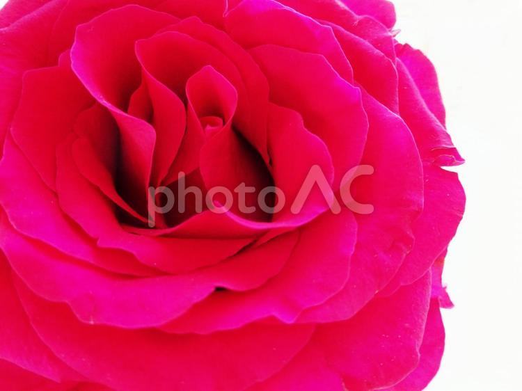 引き寄せる幸せ・マゼンダピンクの薔薇 薔薇,バラ,ばらの写真素材