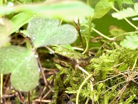 上陸したばかりのアマガエルの子供 上陸したばかりのアマガエルの子供 カエル,アマガエル,ニホンアマガエルの写真素材