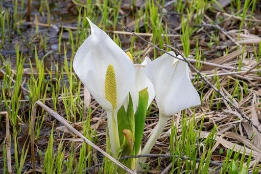 Skunk cabbage 2, JPG Skunk cabbage 2, JPG