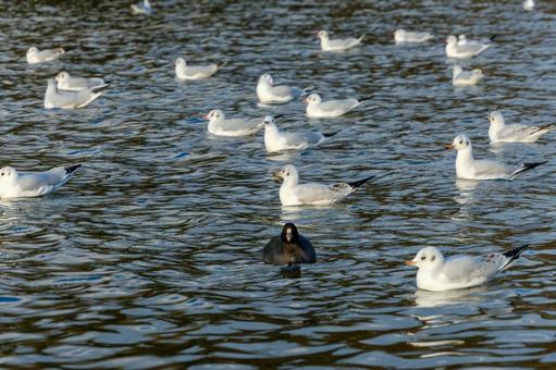A flock of black-headed gulls gathering on the surface of a winter lake, JPG