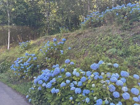 Hydrangea, JPG Hydrangea, JPG