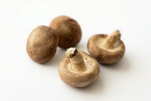 シイタケ4つ　白背景 シイタケ,きのこ,食べ物の写真素材