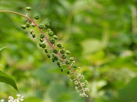 【植物写真】ヨウシュヤマゴボウ 【植物写真】ヨウシュヤマゴボウの写真