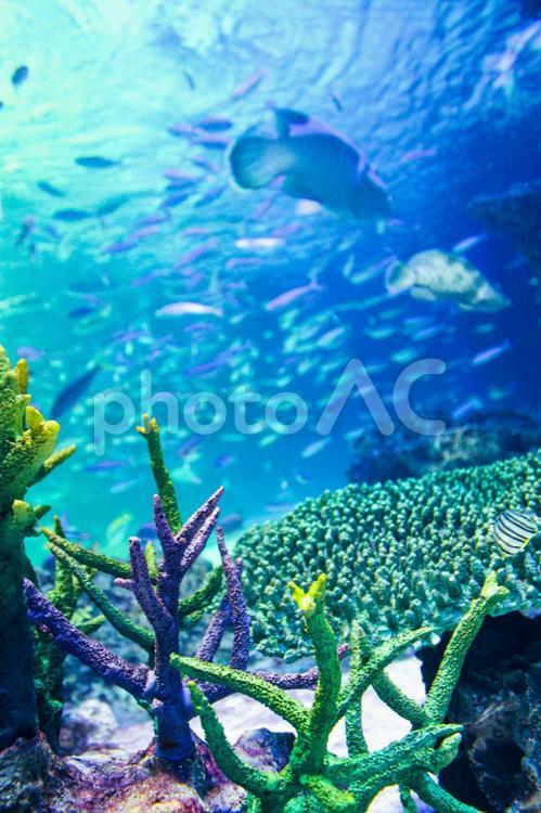 水族館のサンゴ礁 サンゴ,熱帯魚,魚の写真素材