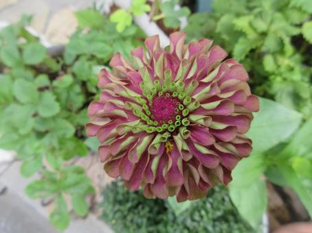 Zinnia 01, JPG
