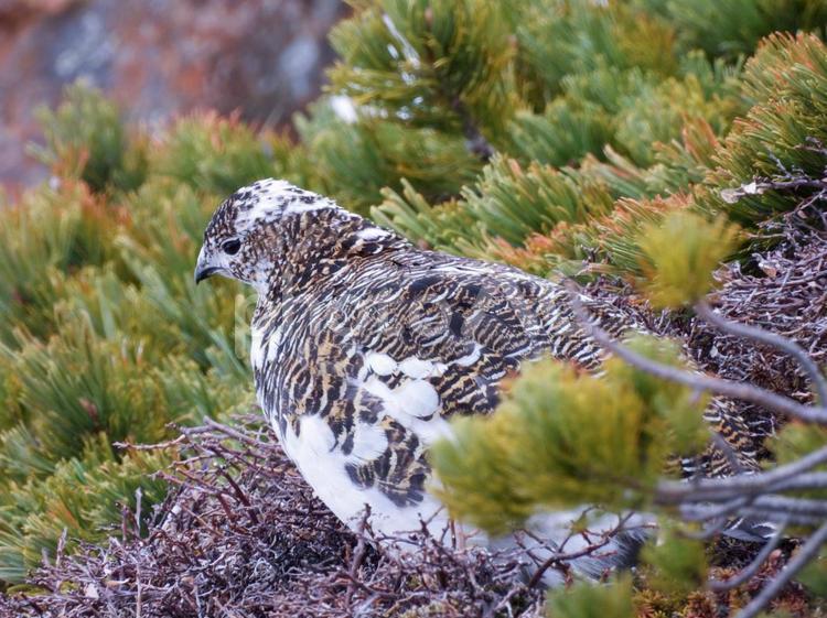 雪の御嶽山で餌を探す雌のライチョウ ライチョウ,雌,御嶽山の写真素材