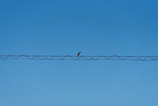 電線に止まって辺りの様子を伺うモズ モズ,冬鳥,野鳥の写真素材