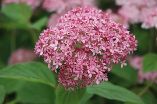 ピンクアナベルの花のアップ ピンクアナベルの花のアップの写真