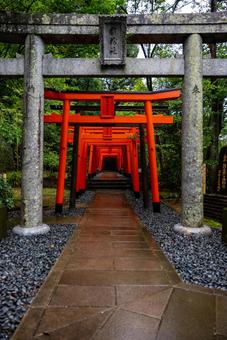緑と朱色の鳥居回廊 伏見稲荷,鳥居,神社の写真素材