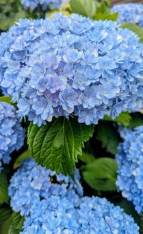 Hydrangea, JPG