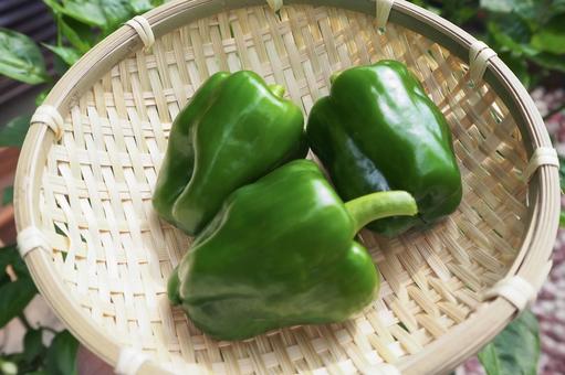 ピーマン ピーマン ピーマン,夏野菜,野菜の写真素材
