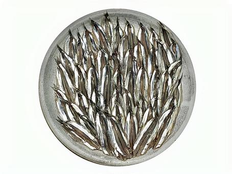 きびなごの刺身 きびなご,にしん,刺身の写真素材