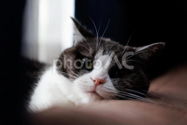 ソーファーの背に頭を乗せる猫 ソーファーの背に頭を乗せる猫,猫,ねこの写真素材
