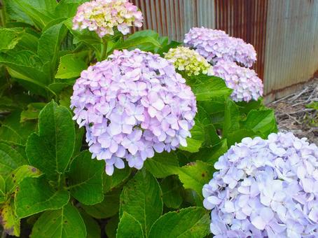 紫陽花の季節 紫陽花の季節 紫陽花,清らかな,瑞々しいの写真素材