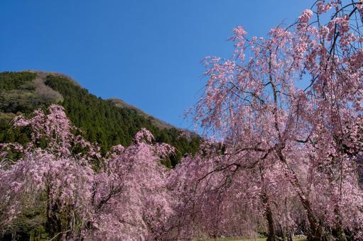 満開の枝垂れ桜 満開の枝垂れ桜 桜,空,花の写真素材