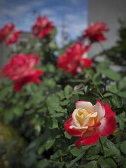 薔薇 薔薇 薔薇,ダブルデライト,赤の写真素材